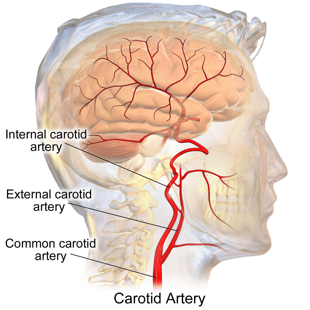 Aort damarından çıkan, esas olarak kollara kan taşıyan sağ ve sol subklavian arterler (arteria subclavia), boyunda yukarı doğru çıkan vertebral arterlere (arteria vertebralis) kaynaklık eder. Vertebral arterler beyin sapı civarında birleşerek baziler arteri (arteria basilaris) oluşturur. 