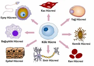 Dizde Kök Hücre Tedavisi