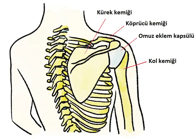 Omuz Ağrısı Neden Olur ve Ne İyi Gelir?