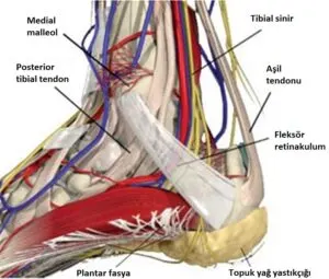 Tarsal Tünel Sendromu Nedir? Neden Olur?
