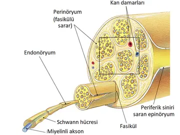 Periferik Sinir Nedir? Periferik Sinir Yaralanmaları