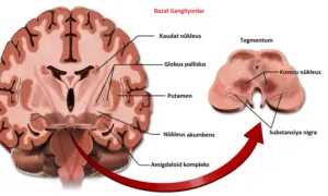 Beyin Anatomisi – bazal ganglionlar