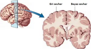 Beyin Anatomisi – beyaz madde gri madde