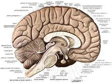 Beyin Anatomisi