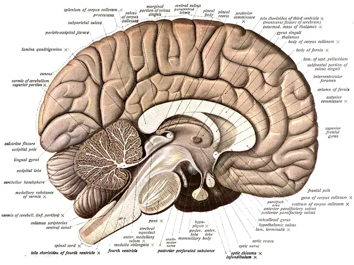 Beyin Anatomisi