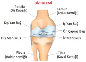 Ön Çapraz Bağ Yırtığı ve Fizik Tedavisi