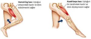 Ön Çapraz Bağ Yırtığı ve Fizik Tedavisi – hamstring ve kuadriseps kasları