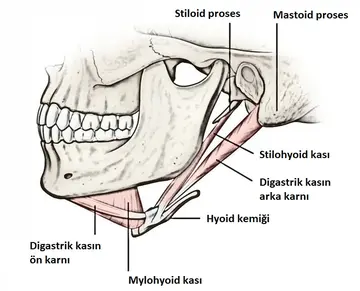 Boynun Ön-Yan Tarafında Ağrı: Hyoid Sendromu