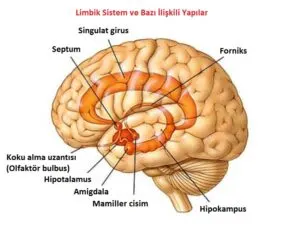 Beyin Anatomisi – limbicsystem2