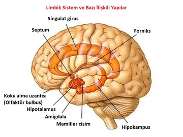Limbik Sistem Nedir? Görevleri