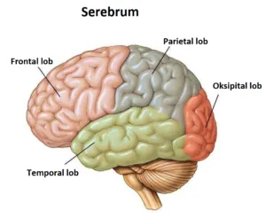 Beyin Anatomisi – serebrum