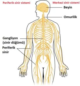 Beyin Anatomisi