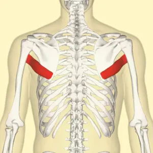 Teres Major Sendromu