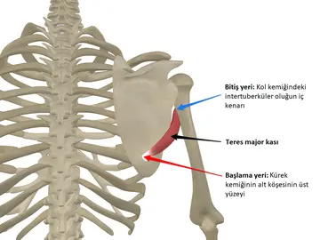 Teres Major Sendromu