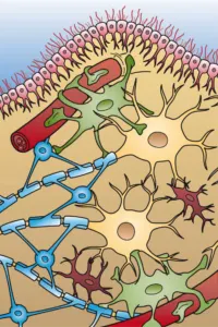 Nöron ve Glia Hücreleri – glia hücreleri