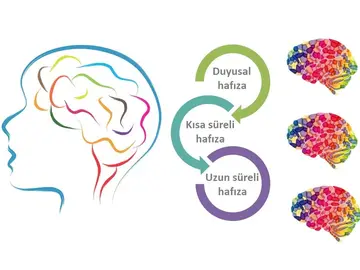 Kaç Çeşit Hafıza Var? Hafıza Tipleri