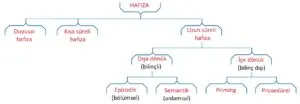 Kaç Çeşit Hafıza Var? Hafıza Tipleri