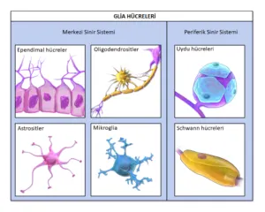 Nöron ve Glia Hücreleri – nöroglia