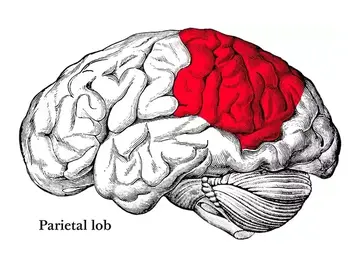 Parietal Lob Nerededir? Hasarlanırsa Ne Olur?
