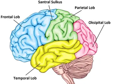 Temporal Lob Nedir? Görevleri