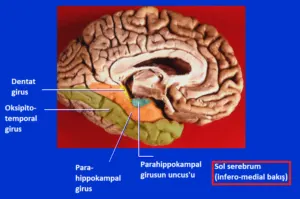 Dentat Girus Nedir? Yapısı ve Görevleri Nelerdir? – dentat girus 2