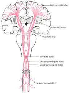 Kapsula İnterna (İnternal Kapsül) – kapsula interna