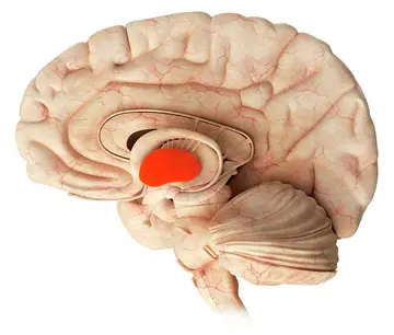 Talamus: Anatomisi, Görevleri, Klinik Önemi